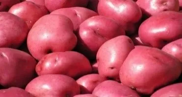 PRI-Red potato